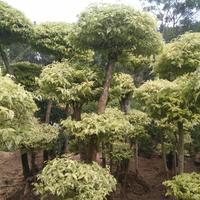Gambar pohon bonsai anting putri tinggi 1-2 meter bentukan rimbun dari Sasa Taman Indah undefined 2 Tokopedia