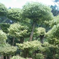 Gambar pohon bonsai anting putri tinggi 1-2 meter bentukan rimbun dari Sasa Taman Indah undefined 4 Tokopedia