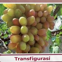 Gambar ANGGUR TRANSFIGURATION by TAMAN ANGGUR PONJAY dari Taman Anggur Ponjay undefined 4 Tokopedia