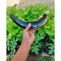 Gambar TERLARIS Tanduk domba Garut asli SHOFAR easy blow || good song ||KERAJINAN shofar bahan trompet Berkualitas dari ningrat68 undefined 3 Tokopedia