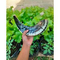 Gambar TERLARIS Tanduk domba Garut asli SHOFAR easy blow || good song ||KERAJINAN shofar bahan trompet Berkualitas dari ningrat68 undefined 1 Tokopedia