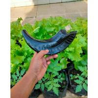 Gambar TERLARIS Tanduk domba Garut asli SHOFAR easy blow || good song ||KERAJINAN shofar bahan trompet Berkualitas dari ningrat68 undefined 2 Tokopedia