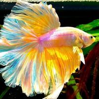 Gambar IKAN CUPANG HALFMOON RANDOM dari SANDBOX ID undefined 4 Tokopedia