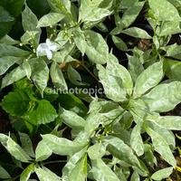 Gambar Tanaman Hias Rombusa Variegata / Tabernae montana corymbosa / Sabrina / Hiasan Taman dari Indo Tropical Plant undefined 2 Tokopedia