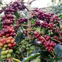 Gambar COFFESHP Bibit Kopi Arabika 1.000 Butir Ateng Super Bentuk Biji Gabah Pucuk Hijau & Coklat 1 Tahun Berbuah dari COFFESHP undefined 2 Tokopedia