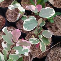 Gambar tanaman hias outdoor pretty pink - pohon retiping dari beautifull plant undefined 2 Tokopedia