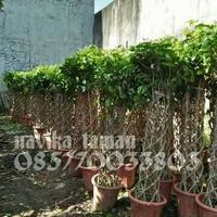 Gambar Pohon Beringin Batang Kepang Unik - Tanaman Beringin unik dari NAVIKA TAMAN undefined 1 Tokopedia