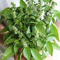Gambar bibit pohon kemangi - tanaman herbal kemangi dari denis tanam hias undefined 1 Tokopedia