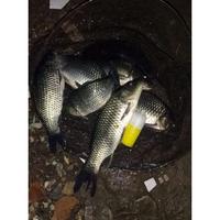 Gambar Essen Oplosan Jagung Bakar Susu Sereh Spesialis Ikan Mas Babon Dan Rame Paling Gacor Siang Malam, Essen Ikan Mas Amis Wangi Paling Jitu Segala Umpan dari goldenglove undefined 3 Tokopedia
