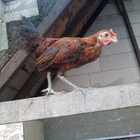 Gambar ayam ketawa anakan. jantan dari smoga berkah jaya undefined 1 Tokopedia
