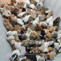 Gambar Hamster Syrian Shorthair Jinak dari Rumah Syrian Malang undefined 2 Tokopedia