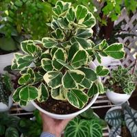 Gambar Tanaman Beringin Kupu-kupu Varigata / Tanaman hias beringin kupu kupu varigata / Tanaman Pohon Hias beringin New Stok dari Purie Gardens undefined 3 Tokopedia