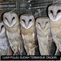 Gambar Burung hantu tyto alba/barn owl/serak jawa dares (pesanan kusus) dari Home Owl Aviary undefined 1 Tokopedia