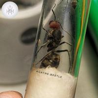 Gambar Camponotus Singularis / Ratu Semut / Queen Ant FERTILE - 1~10 Workers dari Ruji_Shop undefined 2 Tokopedia