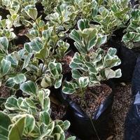 Gambar Tanaman Beringin Kupu-kupu Varigata / Tanaman hias beringin kupu kupu varigata / Tanaman Pohon Hias beringin New Stok dari Purie Gardens undefined 5 Tokopedia