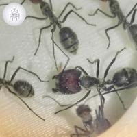 Gambar Camponotus Singularis / Ratu Semut / Queen Ant FERTILE - 1~10 Workers dari Ruji_Shop undefined 1 Tokopedia