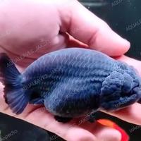 Gambar ikan koki ranchu black goldfish - -+12cm dari Aqualeavesjaksel undefined 1 Tokopedia