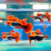 Gambar IKAN GUPPY JENIS TOKSEDO KOI PER PAIR dari Tiger Fish Store undefined 3 Tokopedia