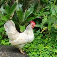 Gambar ayam mungil hias kate lucu kecil ayam serama dari sepatubrandedoriginal2 undefined 2 Tokopedia