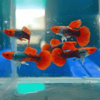 Gambar IKAN GUPPY JENIS TOKSEDO KOI PER PAIR dari Tiger Fish Store undefined 4 Tokopedia