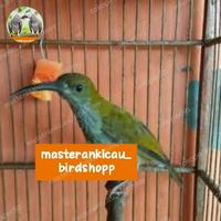 Gambar burung pijantung gunung super gacor mewah dari masterankicaubirdshopp undefined 3 Tokopedia