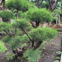 Gambar pohon bonsai cemara udang tinggi 1,5meter siap tanam dari POHONSEGAR.ID undefined 4 Tokopedia