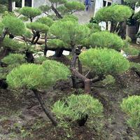 Gambar pohon bonsai cemara udang tinggi 1,5meter siap tanam dari POHONSEGAR.ID undefined 2 Tokopedia