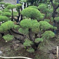 Gambar pohon bonsai cemara udang tinggi 1,5meter siap tanam dari POHONSEGAR.ID undefined 1 Tokopedia