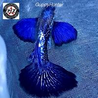 Gambar Ikan Guppy Purple Dragon Dumbo Ear / Pasang dari Guppy_Hunter undefined 1 Tokopedia