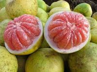 Gambar Buah Jeruk Bali Segar Berkualitas 1 Buah dari IKAN SEGAR SRIRIZKI undefined 1 Tokopedia