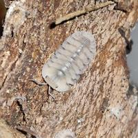 Gambar Isopod Cubaris Sp Caramel Cream dari Nata Exopets undefined 1 Tokopedia