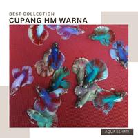Gambar IKAN CUPANG HM WARNA WARNI - BELI 3 BONUS 1 dari AQUASEHATI undefined 2 Tokopedia