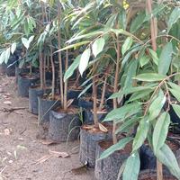 Gambar bibit durian musangking btang besar tinggi 2mtr up dari MULYO TANI undefined 5 Tokopedia
