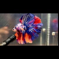 Gambar ikan cupang giant fullmoon halfmoon super multicolor ori import thailand dari bettalimalima undefined 2 Tokopedia