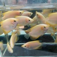 Gambar Jual Bibit Ikan Gurame Padang Besar 5-7cm Murah Berkualitas dari Warung Segar Kalibata tp undefined 2 Tokopedia
