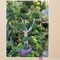 Gambar pohon beringin dolar bonsai beringin dolar real pic on polibag - Cabang dari Tanaman Cici Surabaya undefined 3 Tokopedia