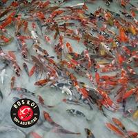 Gambar ikan hias koi blitar asli grade A dari bos-koi undefined 1 Tokopedia