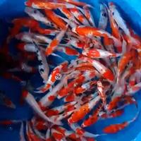 Gambar ikan hias koi blitar asli grade A dari bos-koi undefined 3 Tokopedia