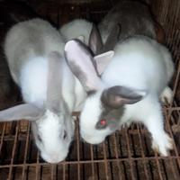 Gambar kelinci lokal usia 2 bulan dari Agus rabbit undefined 4 Tokopedia