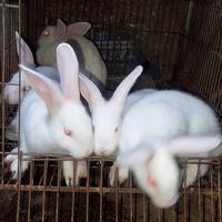 Gambar kelinci lokal usia 2 bulan dari Agus rabbit undefined 5 Tokopedia