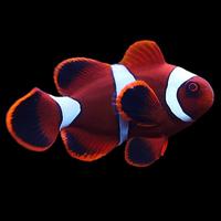 Gambar ikan hias laut nemo balong - ML dari exofishing undefined 1 Tokopedia