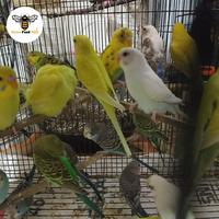Gambar Burung Parkit Lokal - Mata Merah dari Dewa Feed Pet Store undefined 3 Tokopedia
