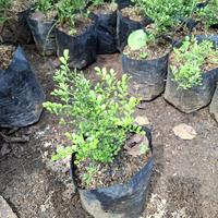 Gambar tanaman kemuning mini bahan bonsai dari Gita Rosalia store undefined 4 Tokopedia