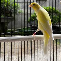 Gambar F1 Scots fancy jantan anak dari AL Birdshop undefined 1 Tokopedia
