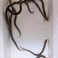 Gambar Ikan Hias Palmas Tali / Rofe Fish dari DAFA GOLDFISH undefined 2 Tokopedia