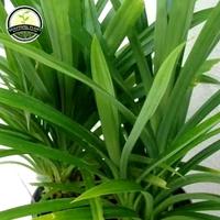 Gambar Tanaman pandan wangi - pohon pandan wangi - pandan wangi dari denis tanam hias undefined 1 Tokopedia