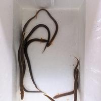 Gambar Ikan Hias Palmas Tali / Rofe Fish dari DAFA GOLDFISH undefined 3 Tokopedia
