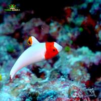 Gambar Ikan hias laut - kepala haji - Spotted parrotfish - Cetoscarus ocellatus dari Dunia Anura 99 undefined 3 Tokopedia