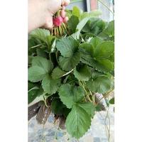 Gambar 10 Bibit Strawberry Mencir Jumbo Dataran Rendah dari Kodelwin undefined 1 Tokopedia