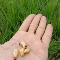 Gambar umpan pancing ulat tangakl Pisang 20 ekor dari kumbangcapitstore undefined 1 Tokopedia